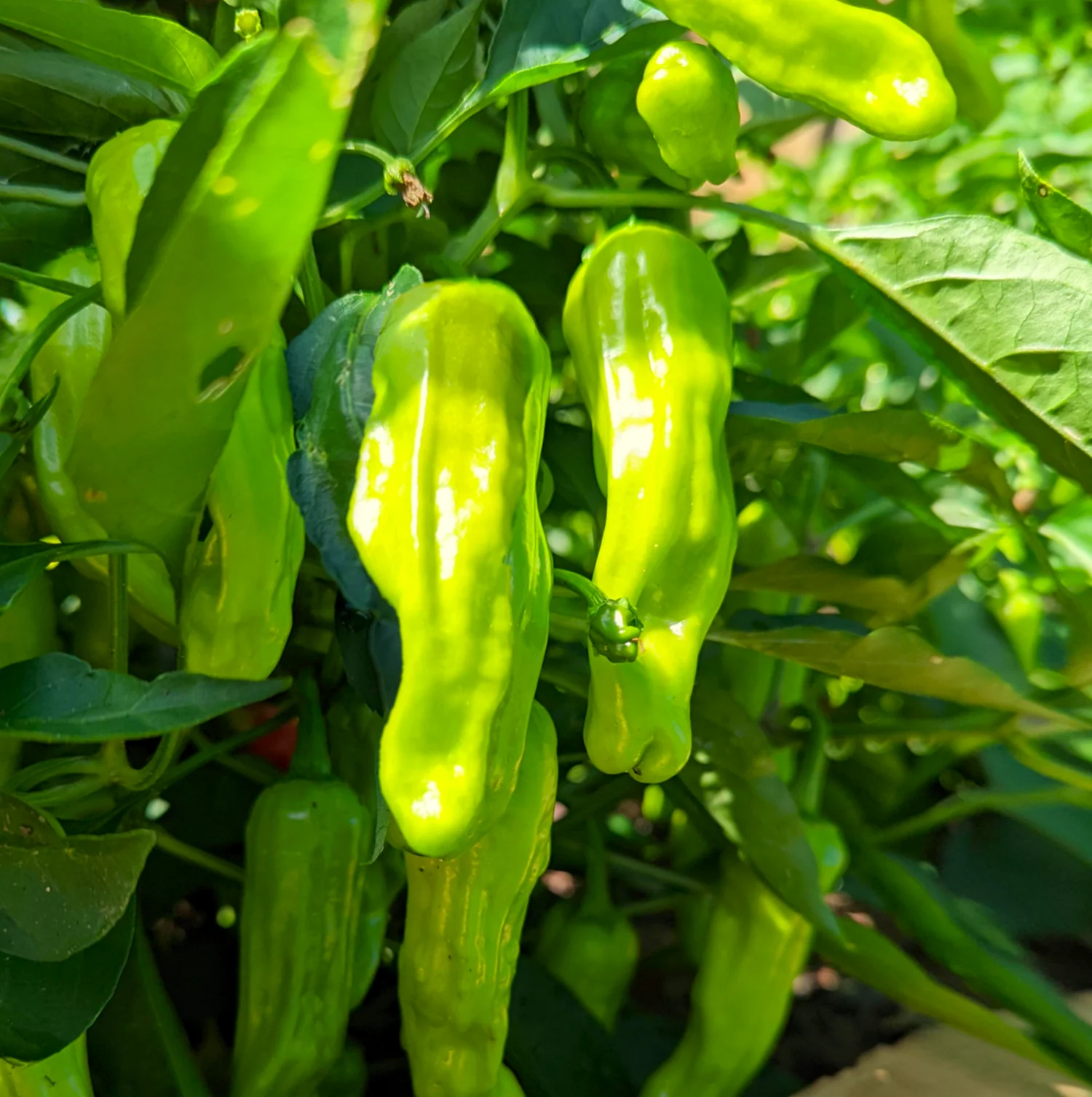 Hot Peppers